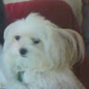 Meet your Posher, Alice